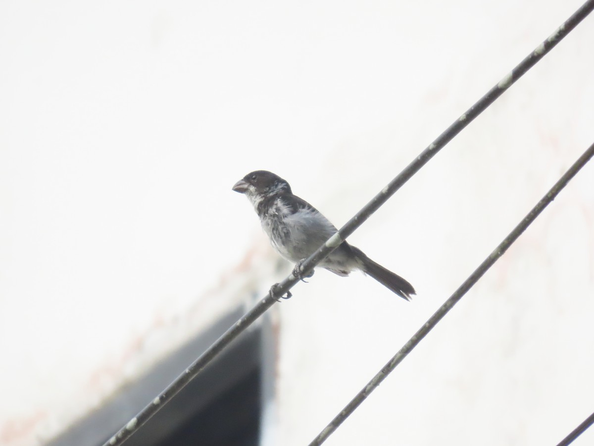 Wing-barred Seedeater (Caqueta) - ML629284773