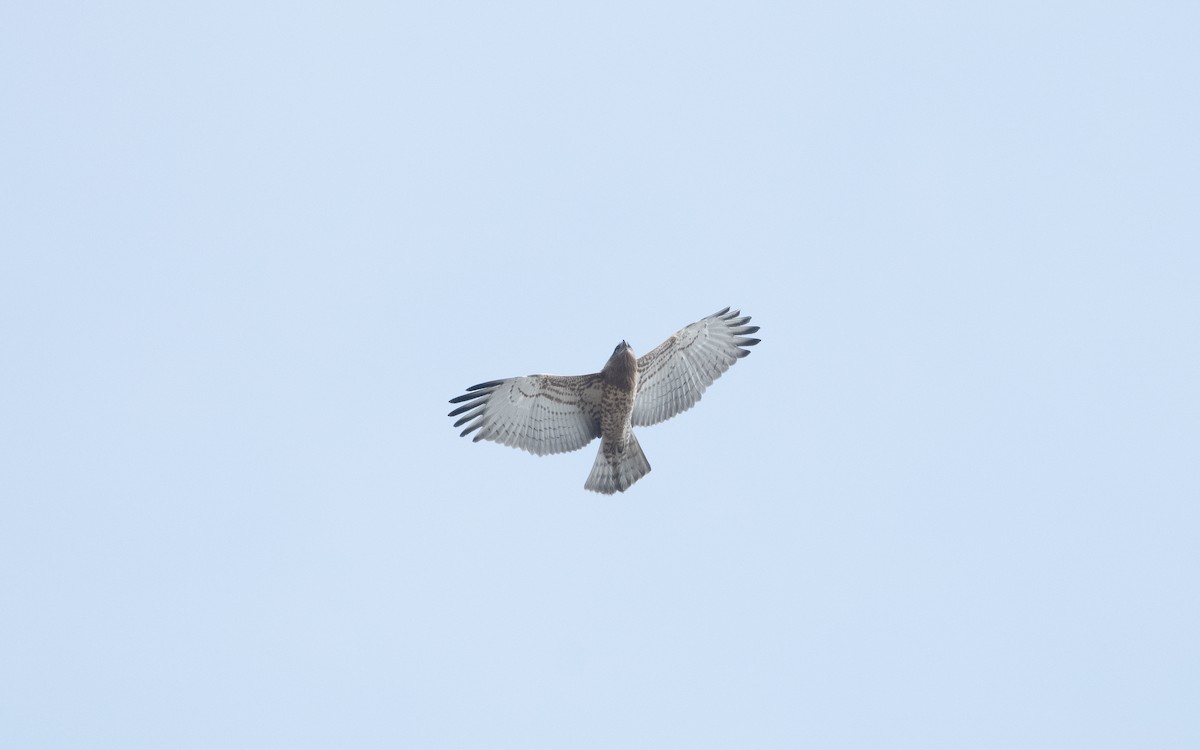 Short-toed Snake-Eagle - ML629284794