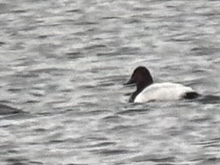 帆背潛鴨 - ML629284862