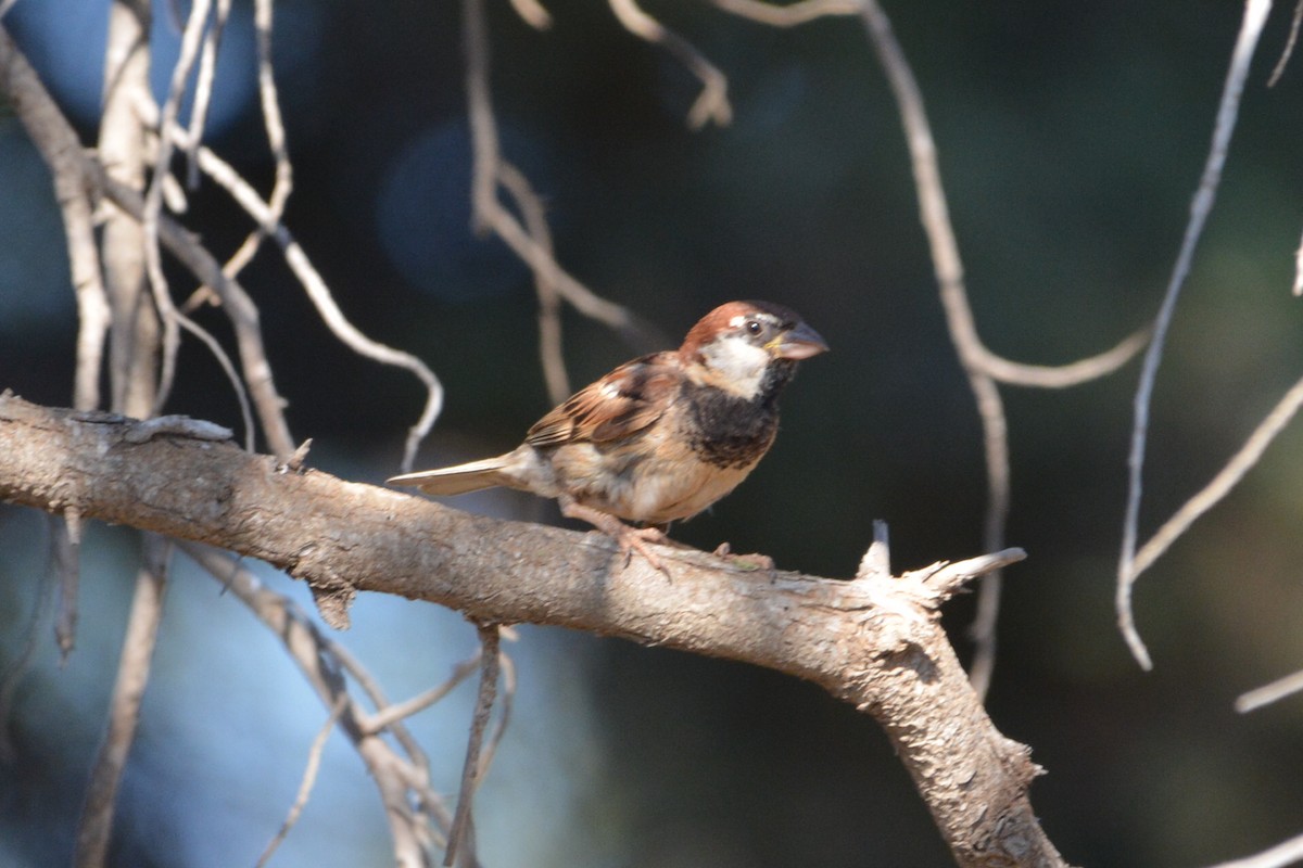 Italian Sparrow - ML629284898