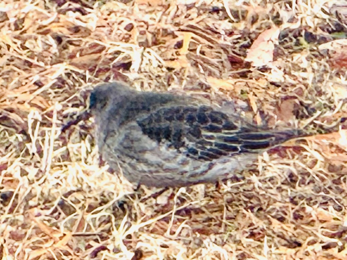 Purple Sandpiper - ML629285141