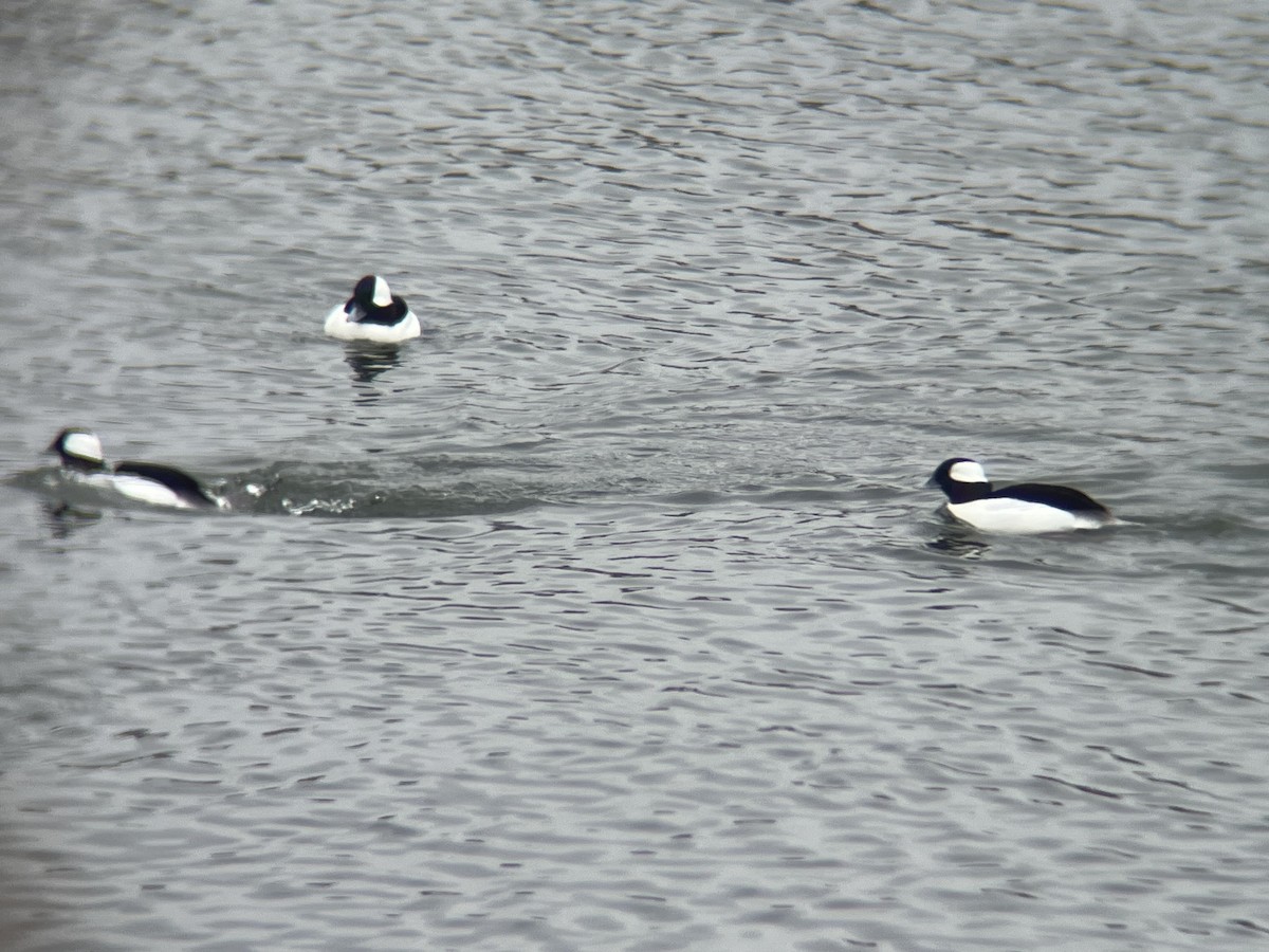 Bufflehead - ML629285159
