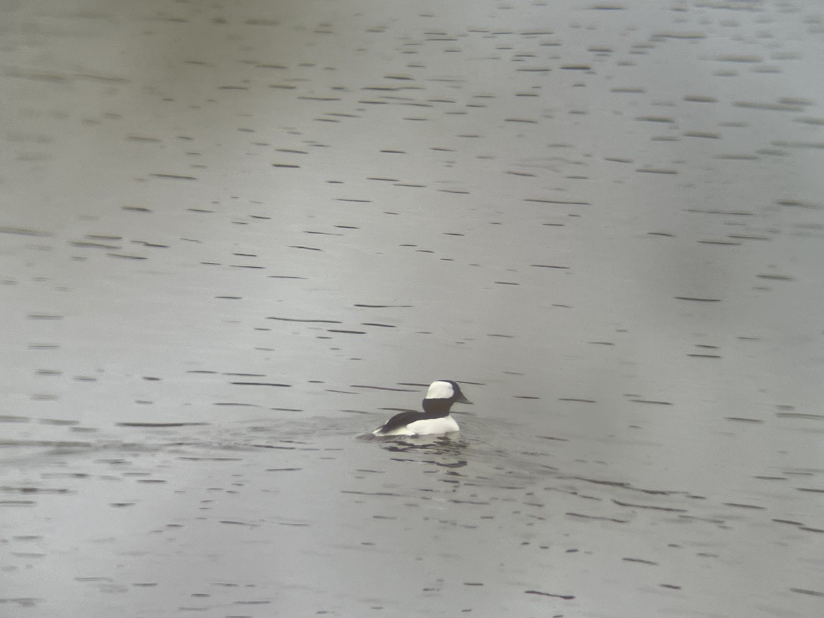 Bufflehead - ML629285160