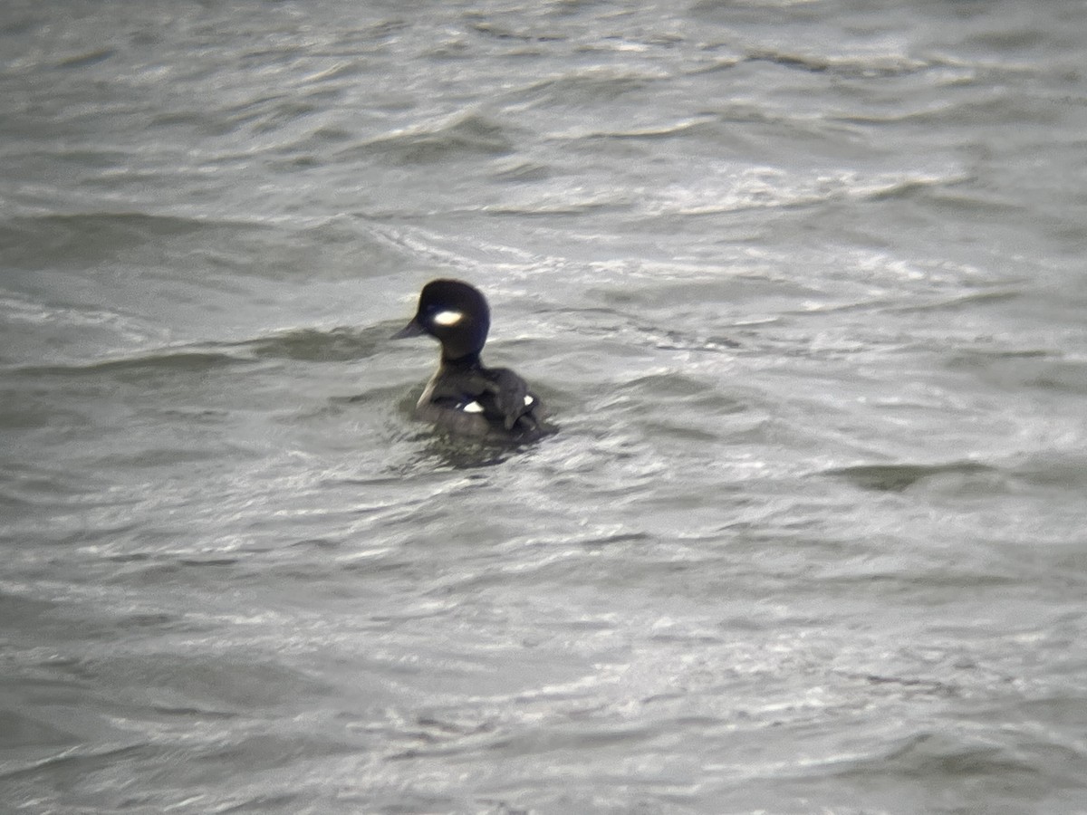 Bufflehead - ML629285161