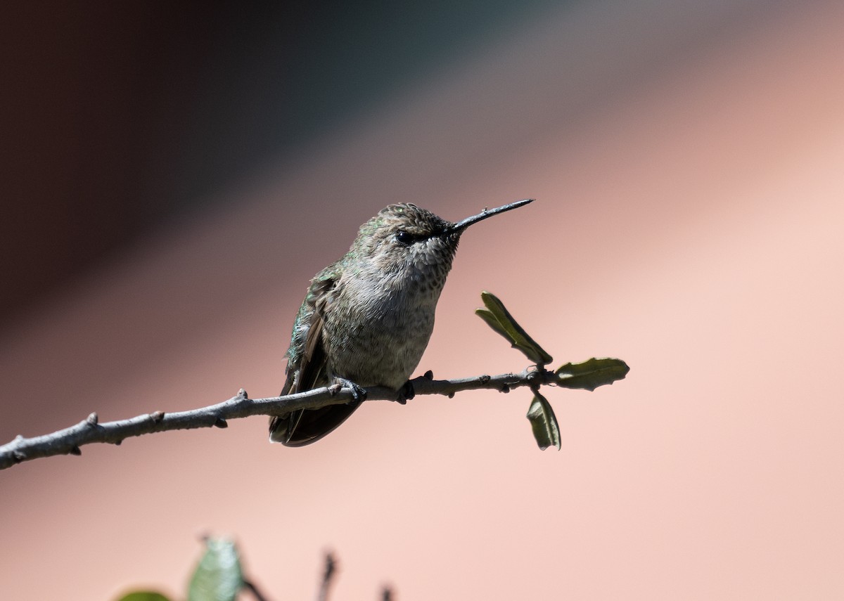 Anna's Hummingbird - ML629285186