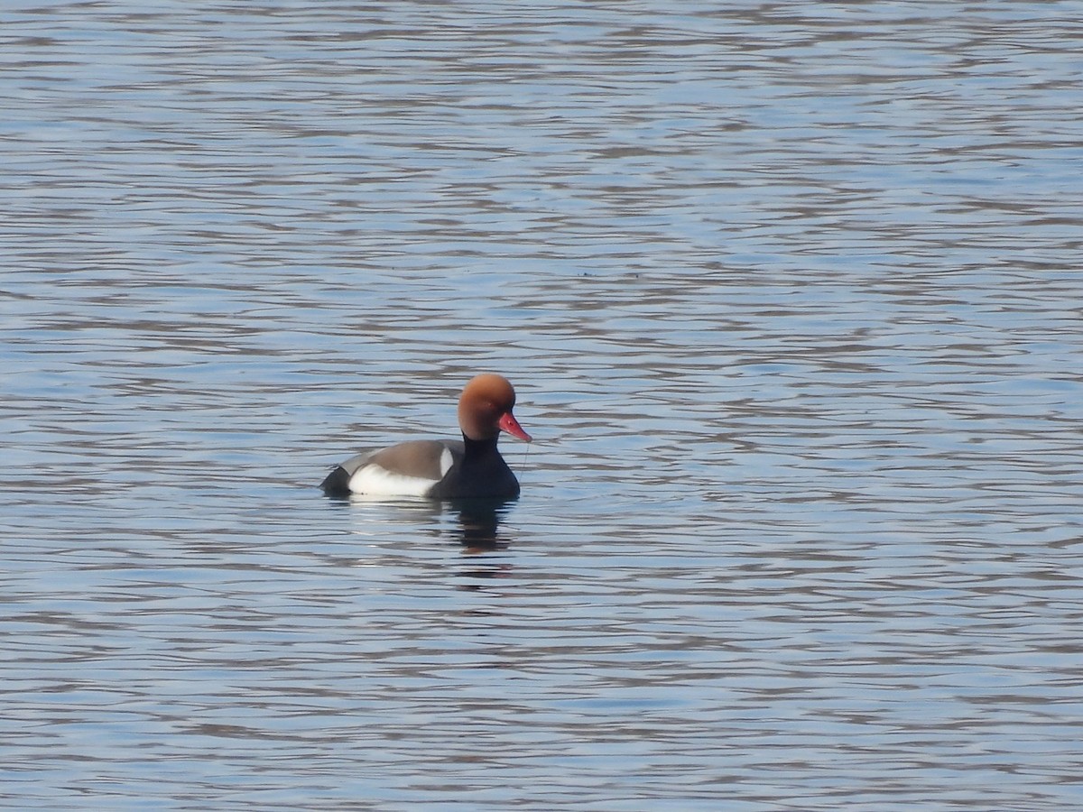 Улаан хошуут биваан - ML629285243