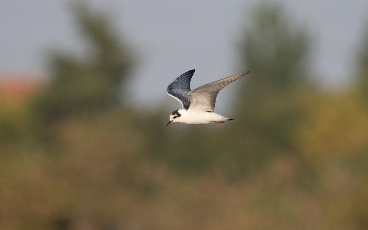 White-winged Tern - ML629285314