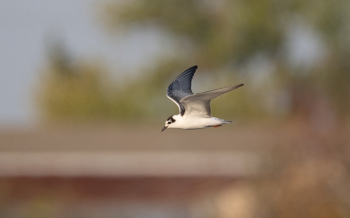 White-winged Tern - ML629285315