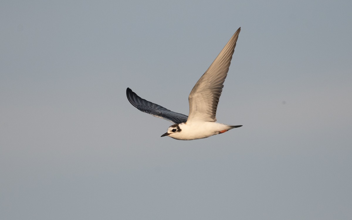 White-winged Tern - ML629285316