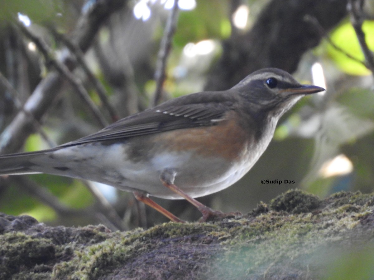 Халиун хөөндэй - ML629285375