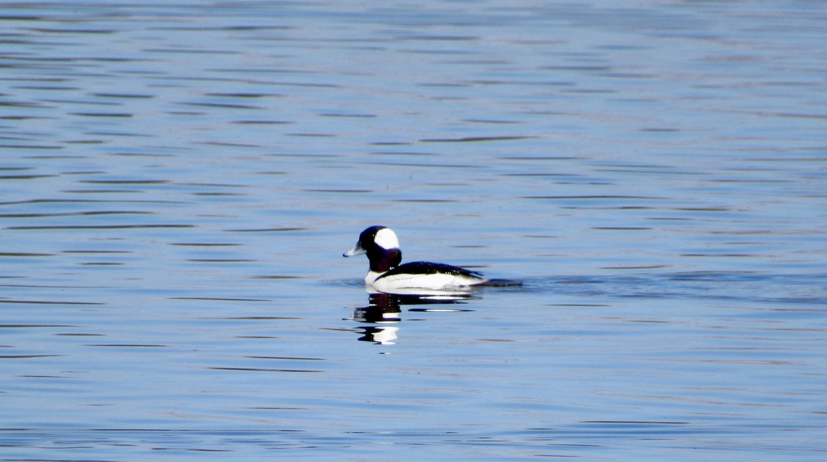 Bufflehead - ML629285395