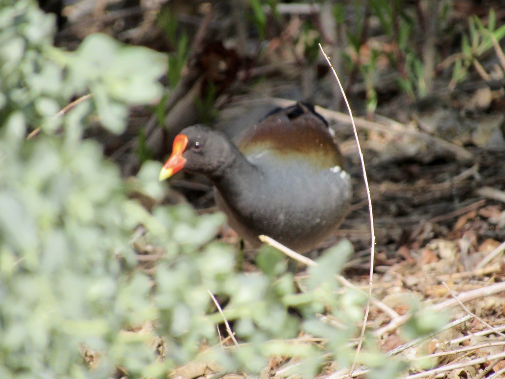 Common Gallinule - ML629285402