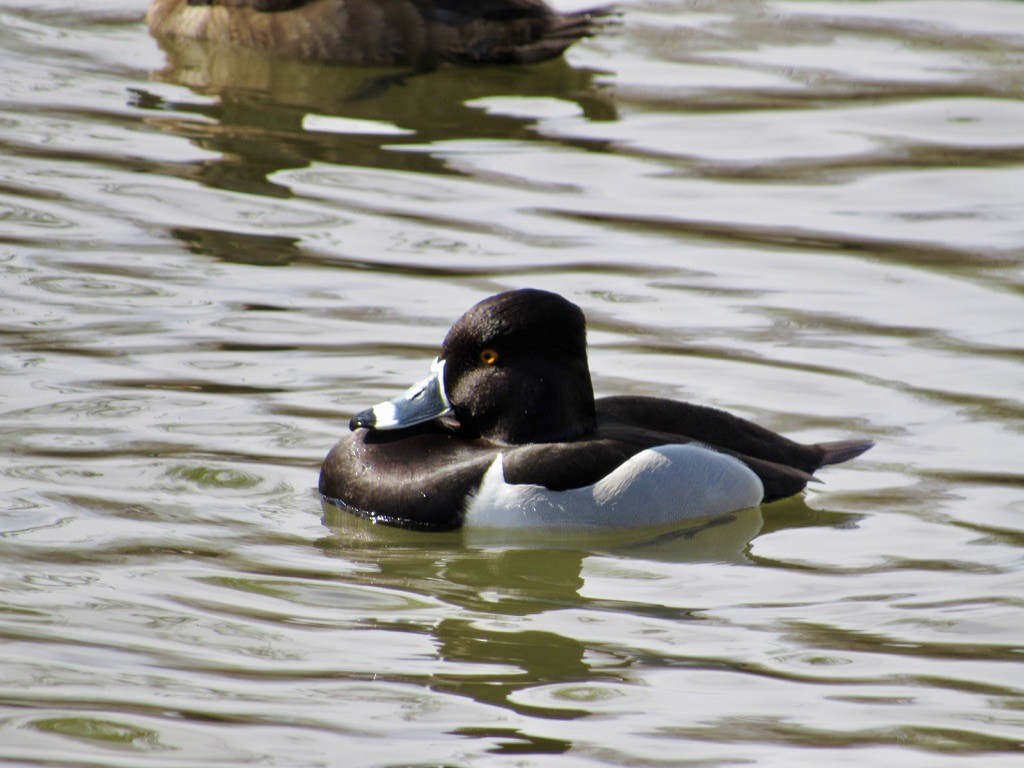 Ring-necked Duck - ML629285493
