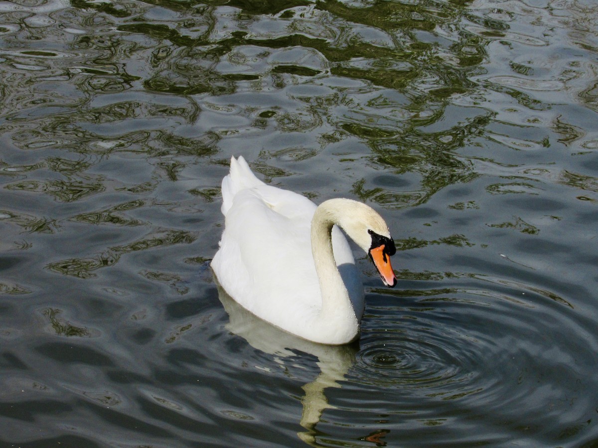 Mute Swan - ML629285524