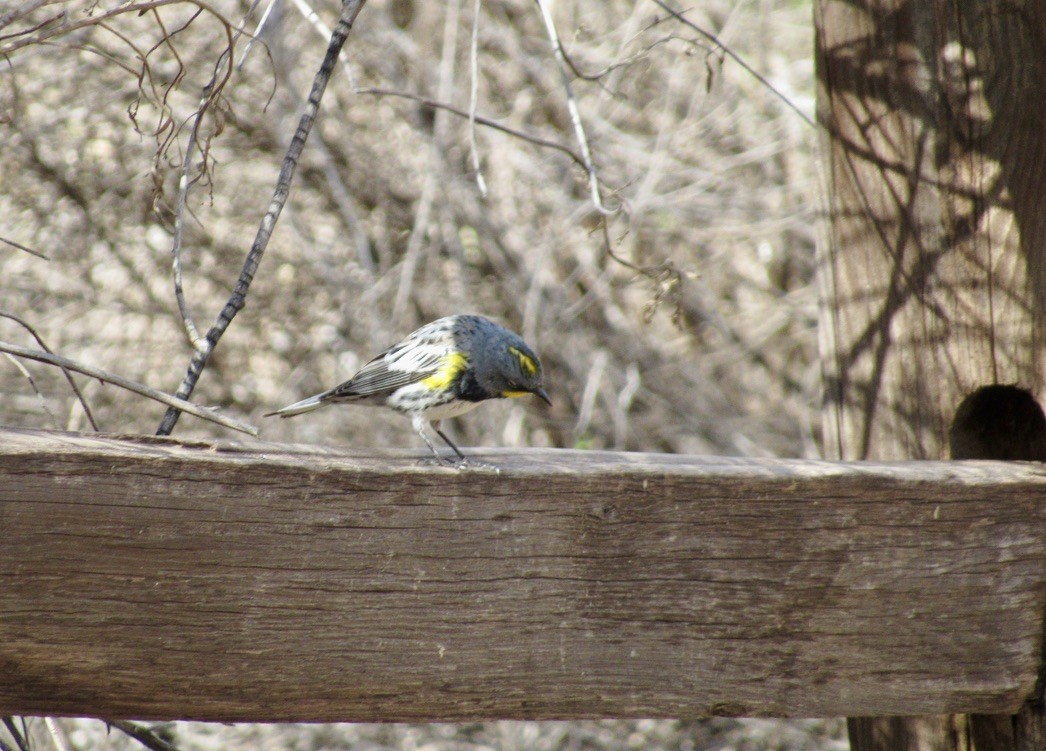 Yellow-rumped Warbler - ML629285548