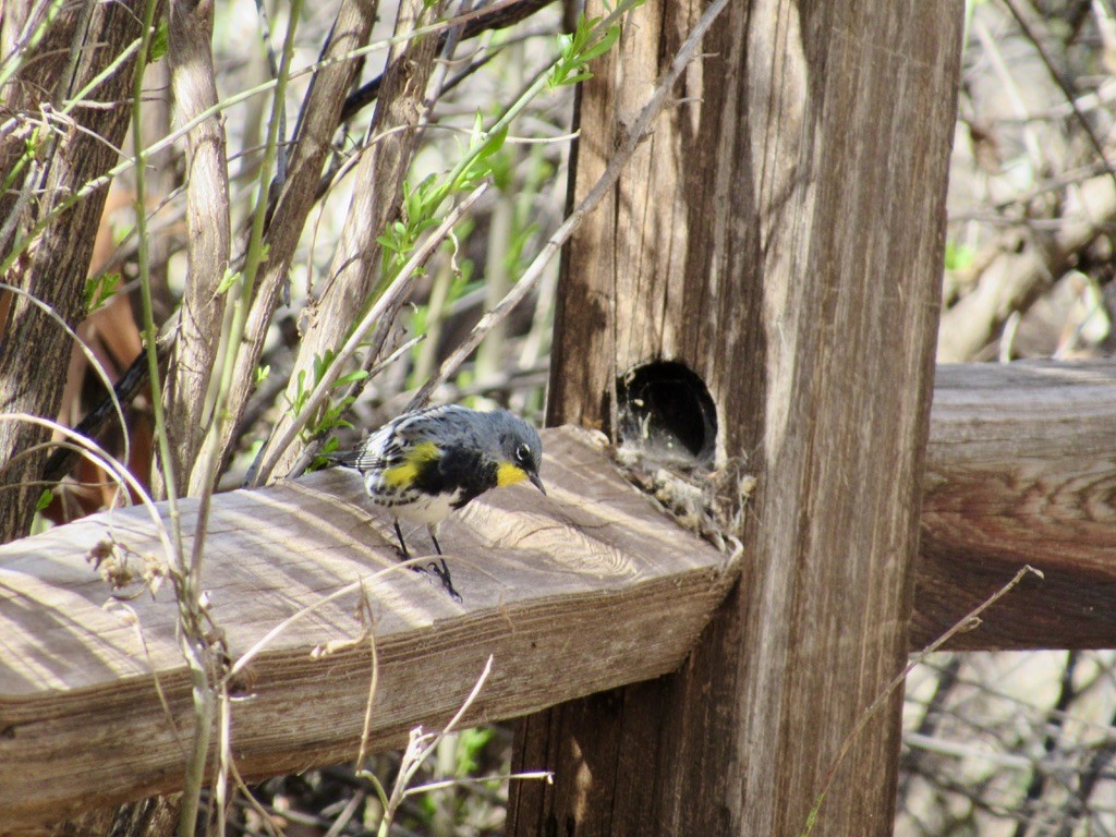 Yellow-rumped Warbler - ML629285550