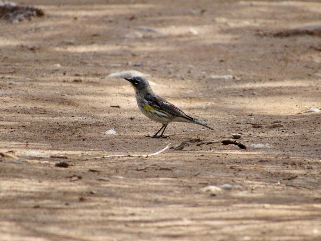 Yellow-rumped Warbler - ML629285556