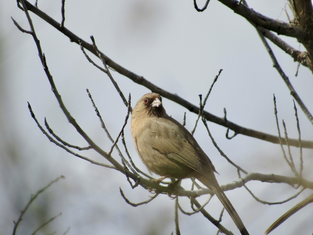 Abert's Towhee - ML629285557