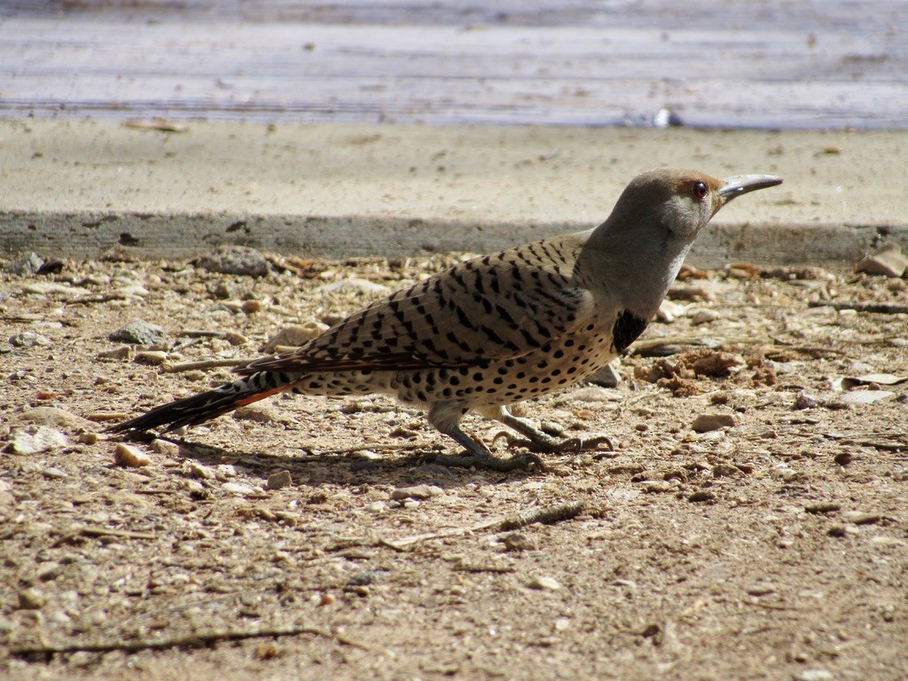Northern Flicker - ML629285562