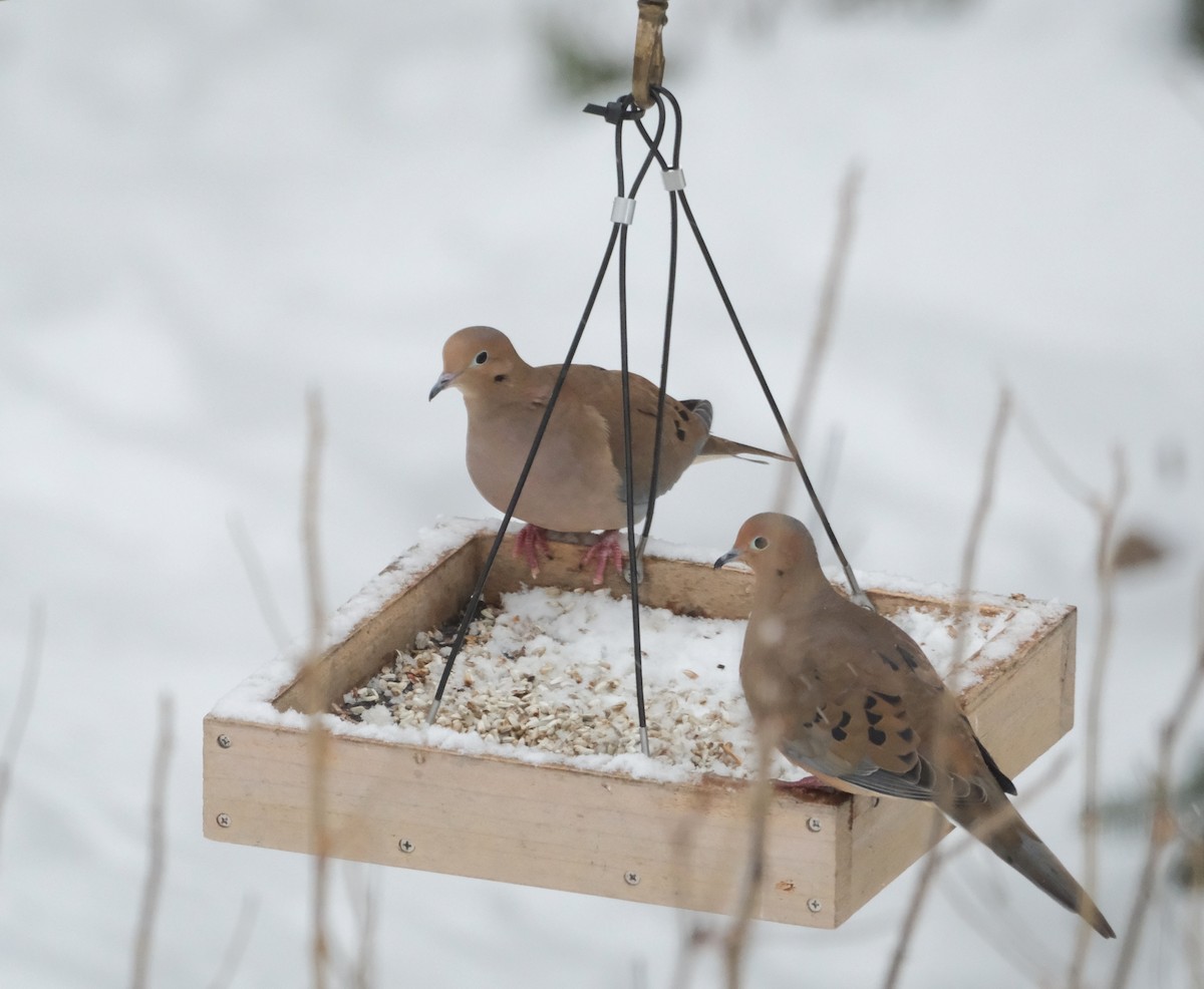 Mourning Dove - ML629285741