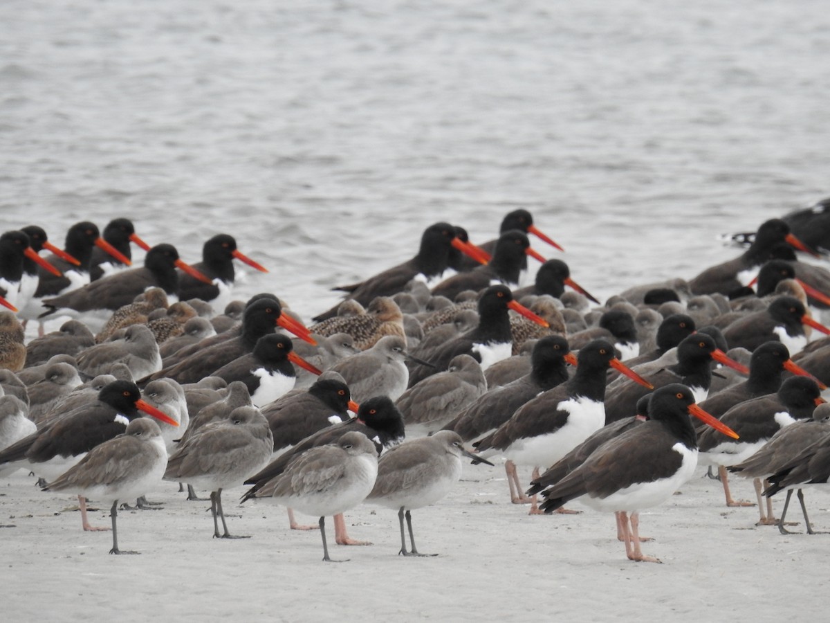 American Oystercatcher - ML629285827