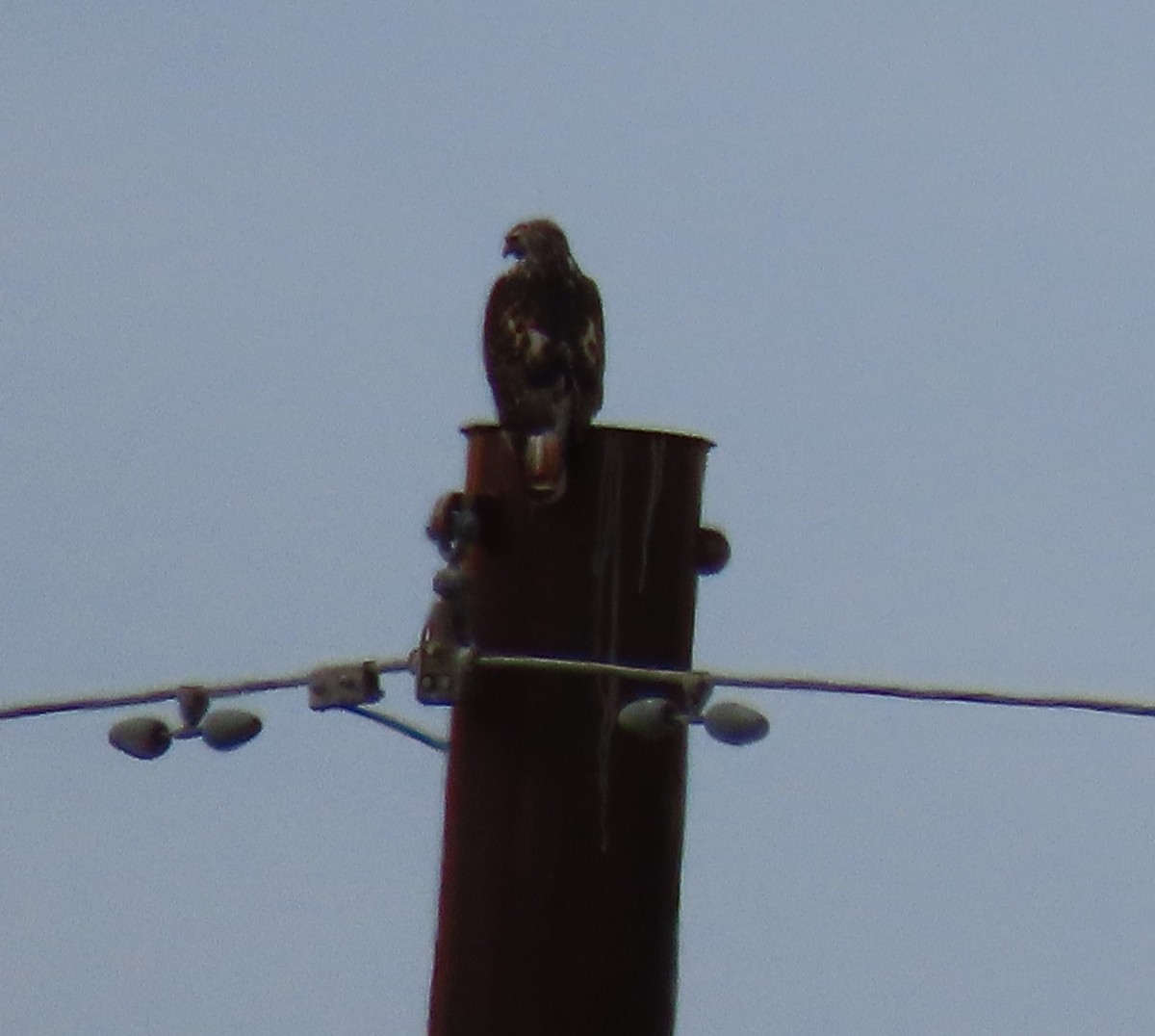 Red-tailed Hawk - ML629286475