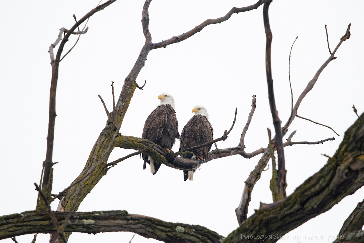 ハクトウワシ - ML629287182