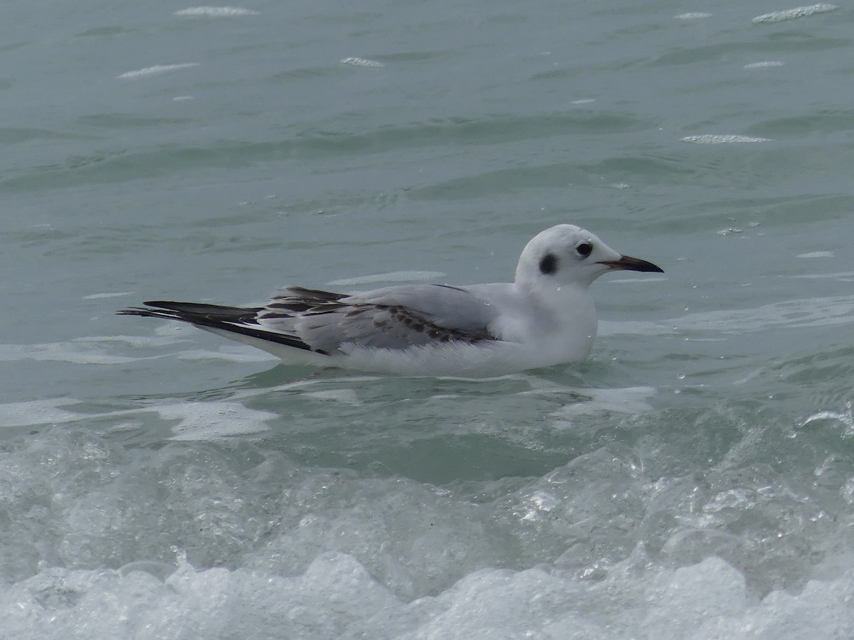 Bonaparte's Gull - ML629287776