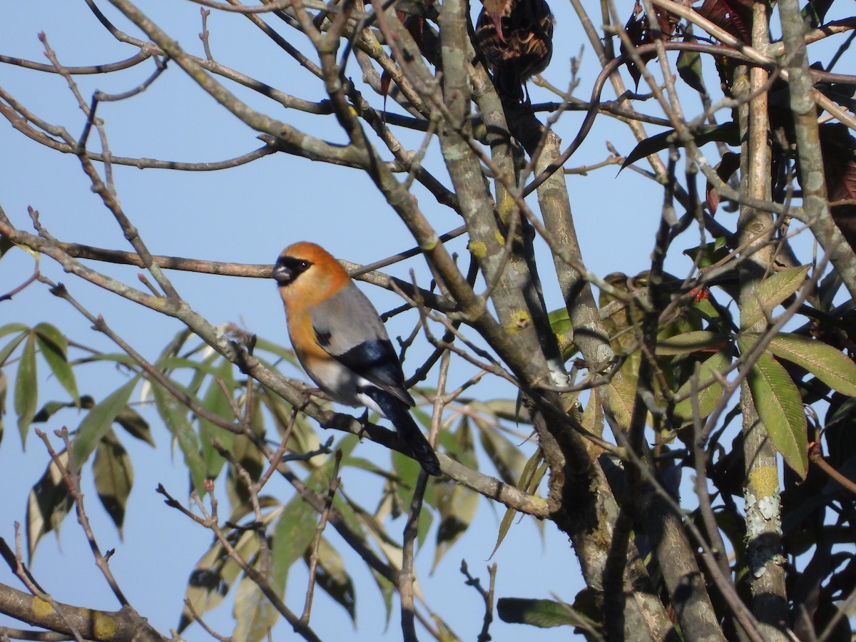 Red-headed Bullfinch - ML629287818