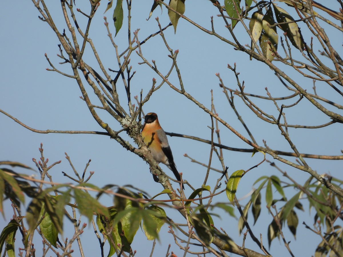 Red-headed Bullfinch - ML629287819