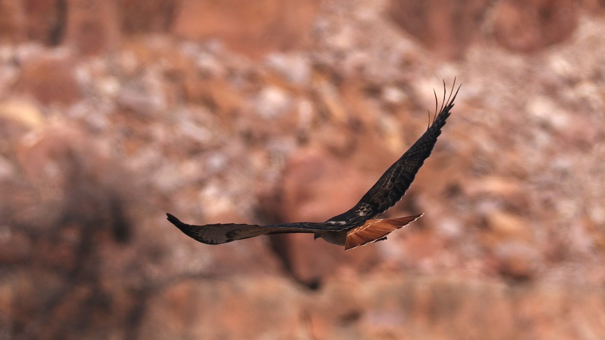 Red-tailed Hawk - ML629287861