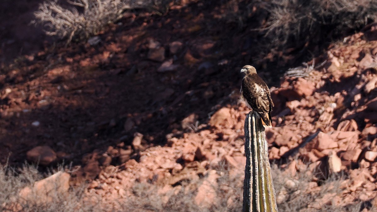 Red-tailed Hawk - ML629287862