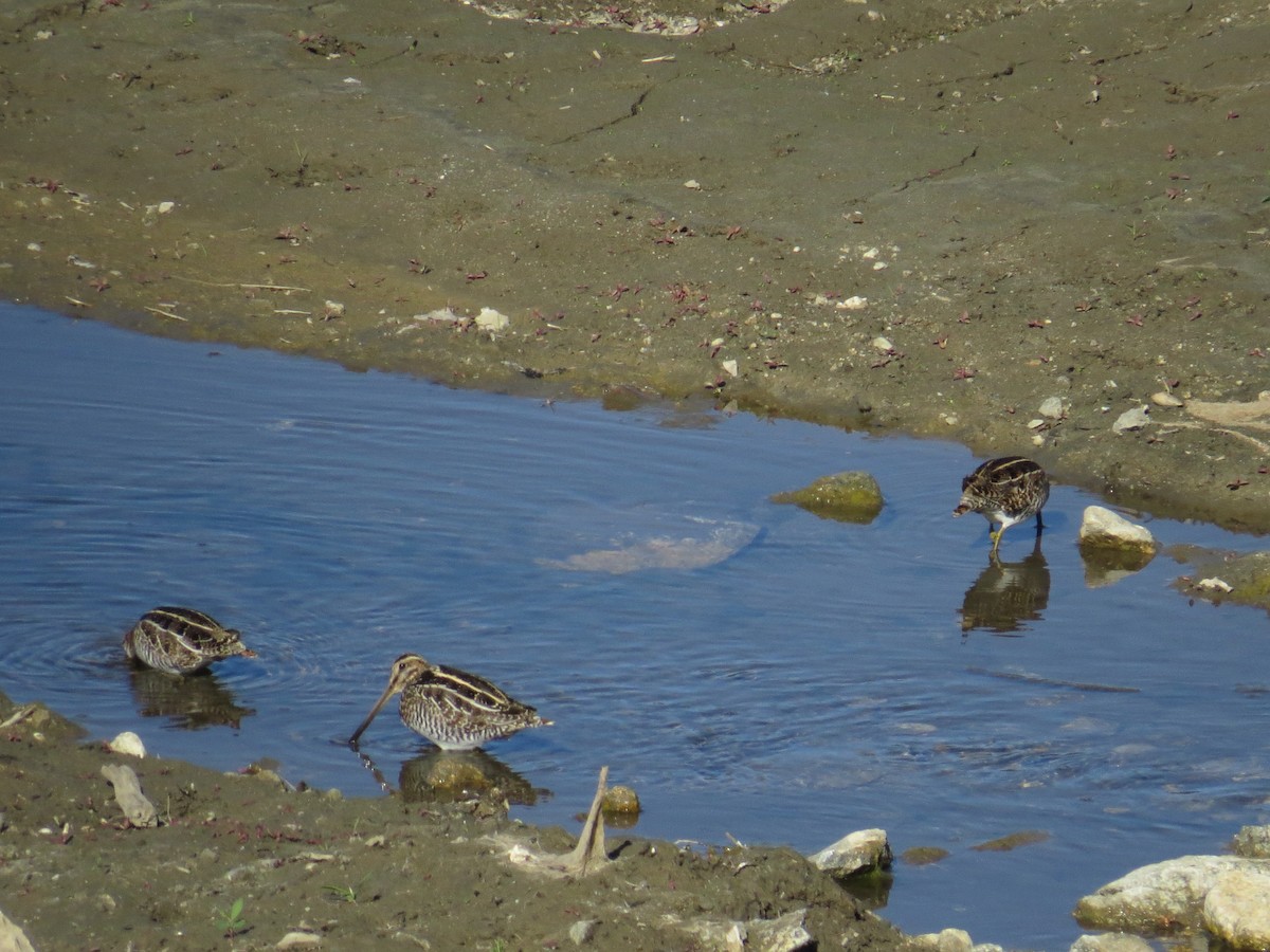 Wilson's Snipe - ML629287866