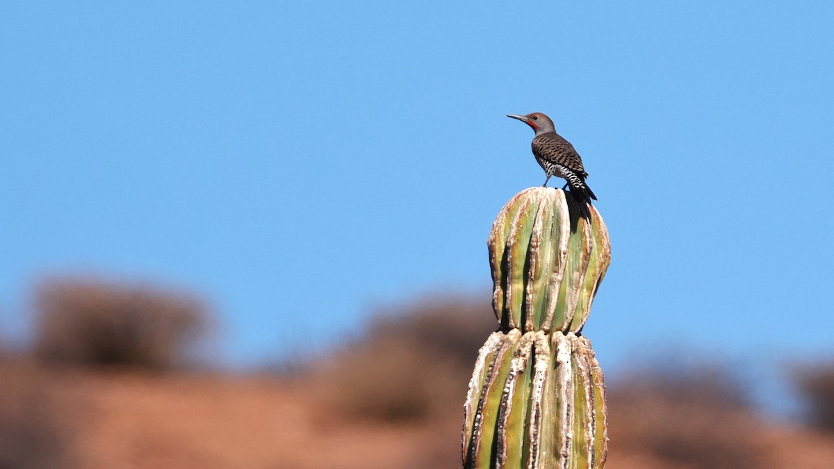 Gilded Flicker - ML629287878