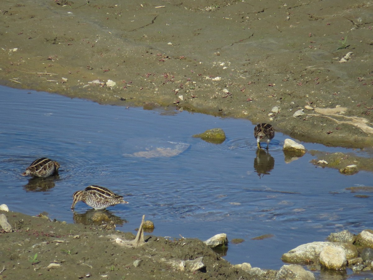 Wilson's Snipe - ML629287880