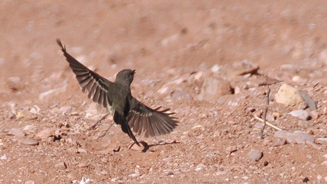 Gray Flycatcher - ML629287886