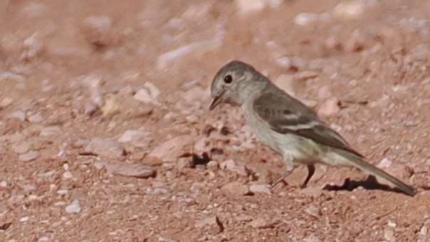 Gray Flycatcher - ML629287887