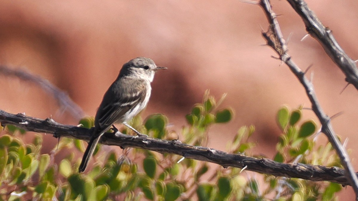 Gray Flycatcher - ML629287888