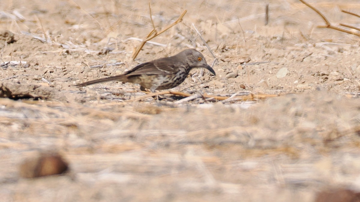 Gray Thrasher - ML629287891