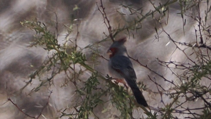 Pyrrhuloxia - ML629287913