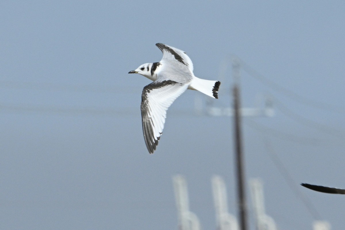 eBird Checklist 18 Jan 2025 QuintanaS. Lake Drive / Sand Dollar