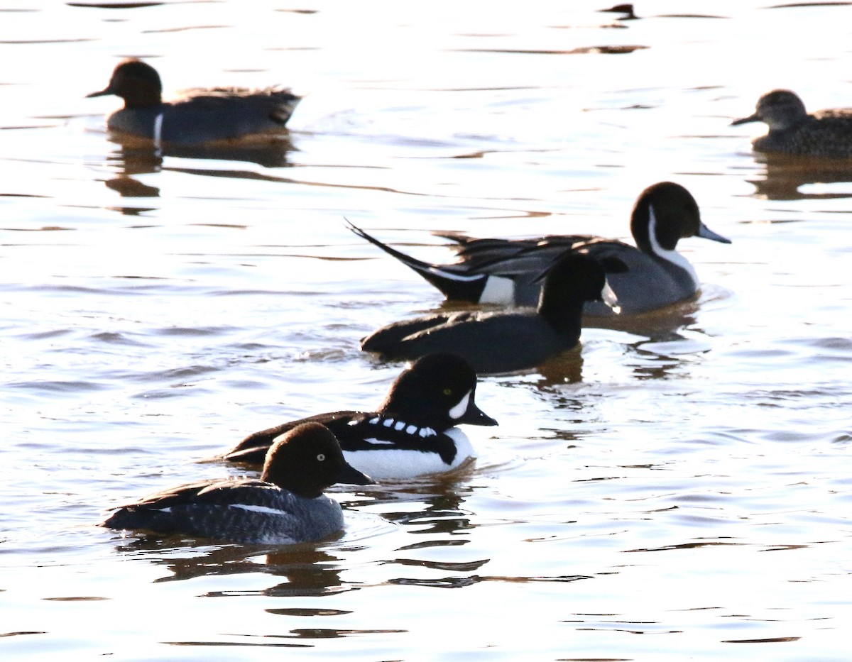 Barrow's Goldeneye - ML629288357