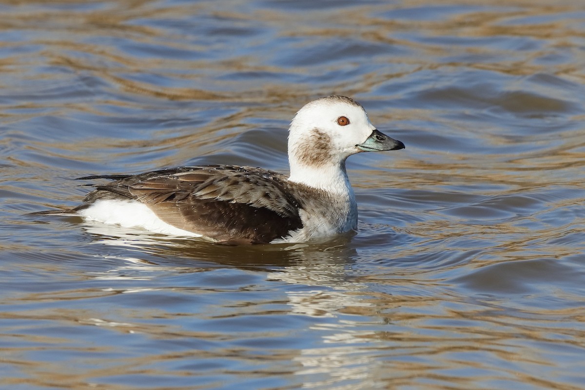 Long-tailed Duck - ML629288383