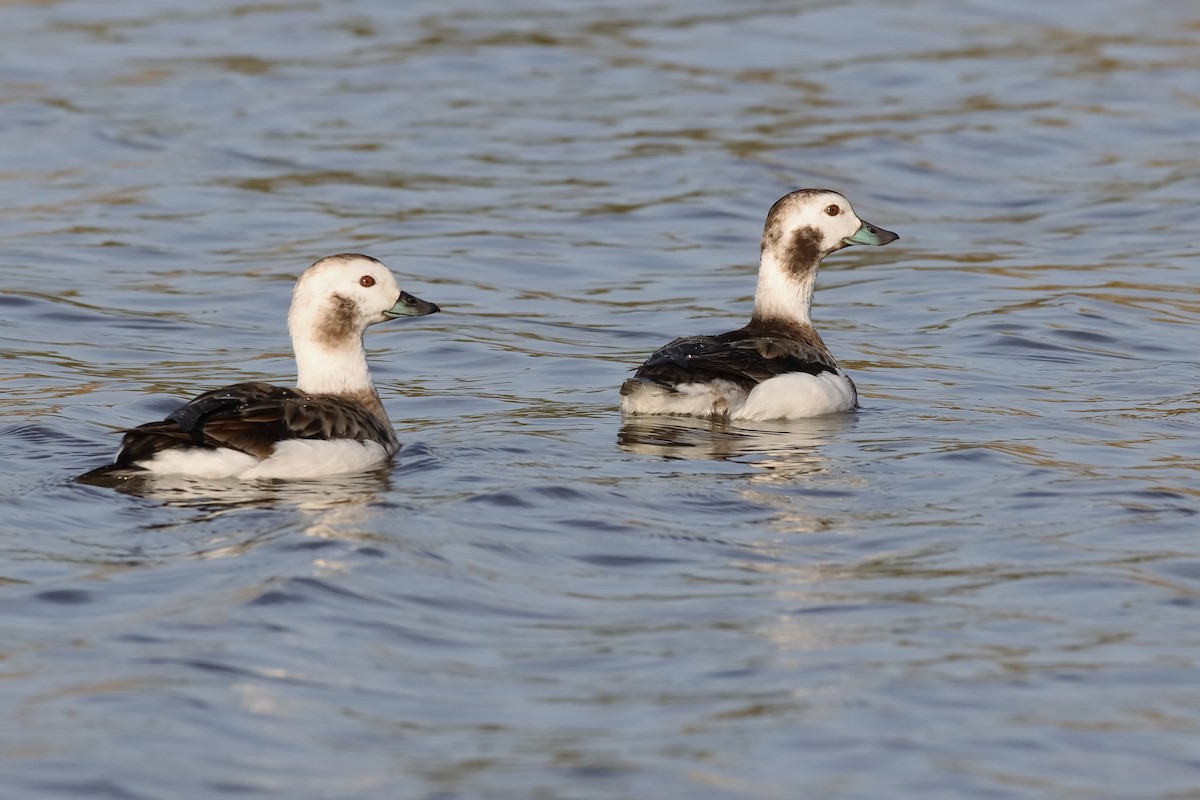 Long-tailed Duck - ML629288384