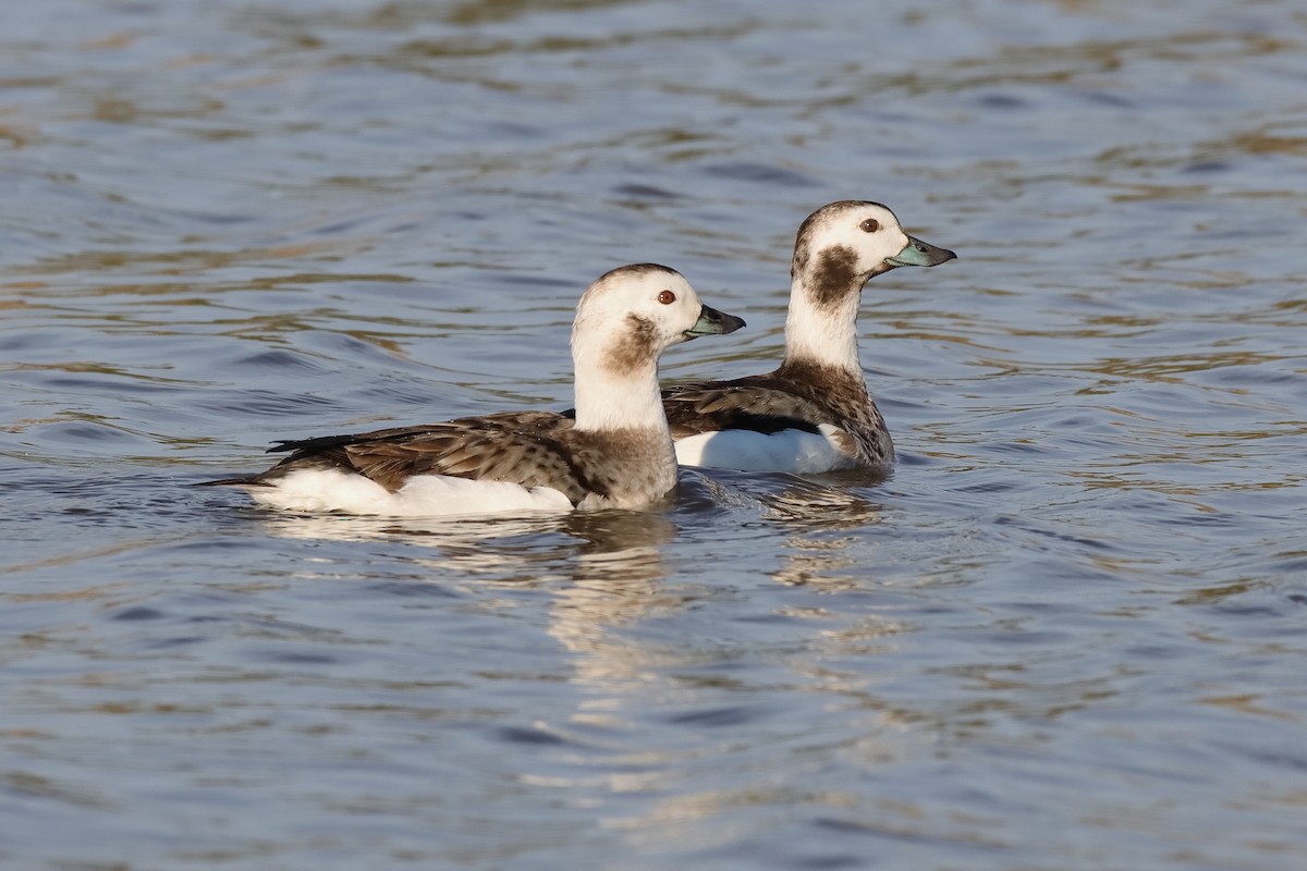 Long-tailed Duck - ML629288385
