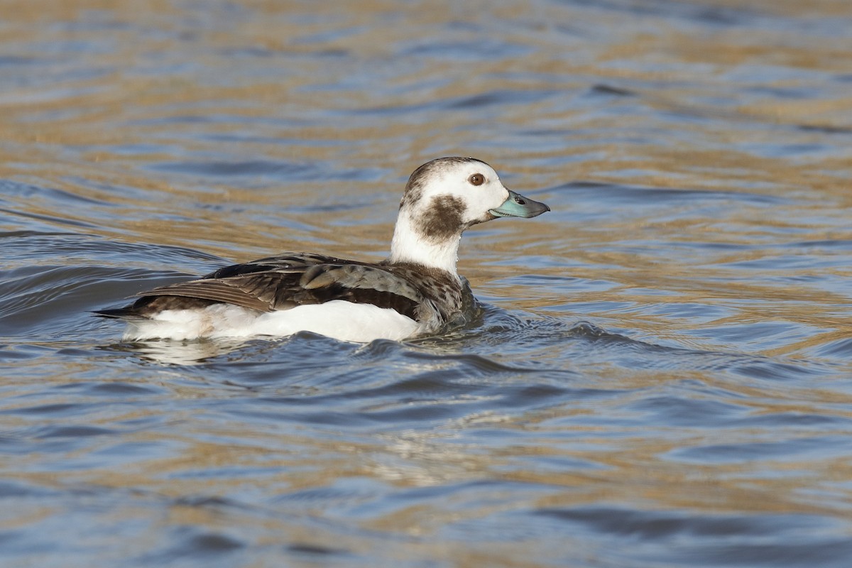 Long-tailed Duck - ML629288386