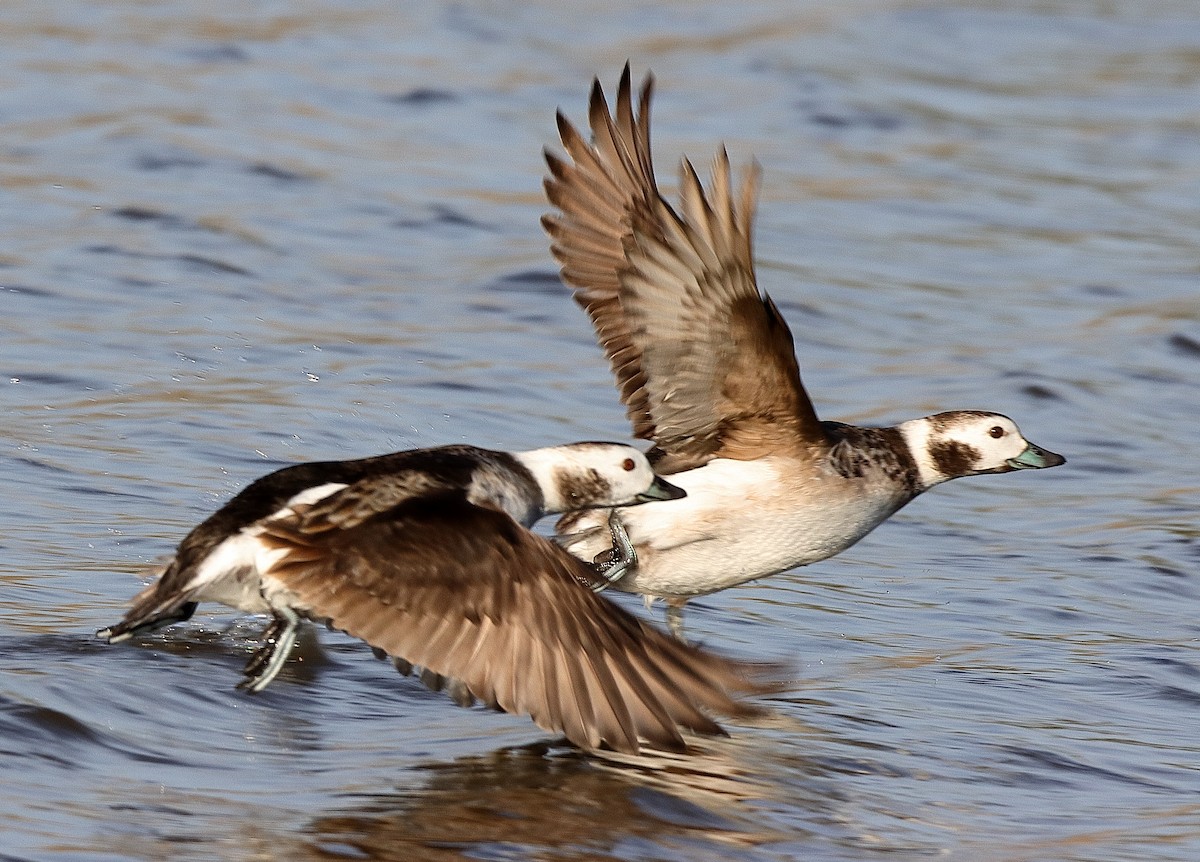 Long-tailed Duck - ML629288388