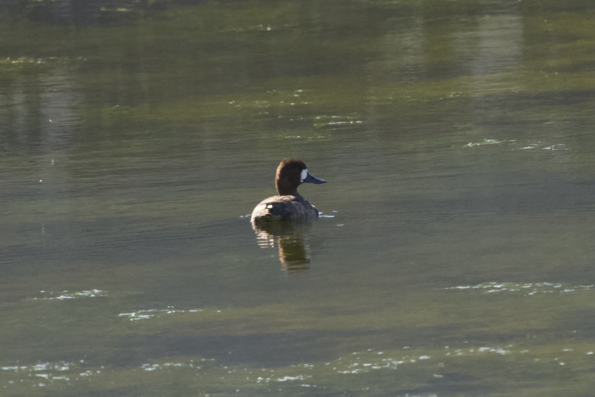 Lesser Scaup - Alberto Aguiar Álamo