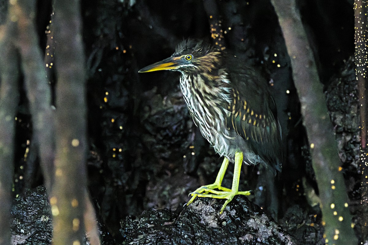 Striated Heron - ML629288951