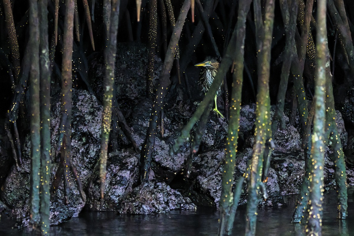 Striated Heron - ML629288952